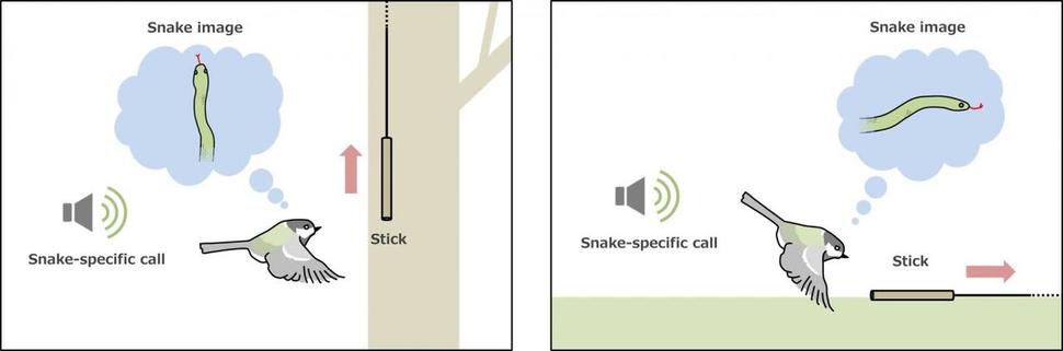 뱀 경고음을 들은 박새는 뱀의 이미지가 머릿속에 떠오르며 뱀과 비슷한 물체에 민감하게 반응한다. 교토대 스즈키 도시다카 제공.