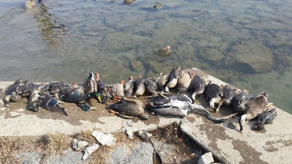 21일 충남 아산에서 발견된 야생오리 집단 폐사체. 환경부 제공