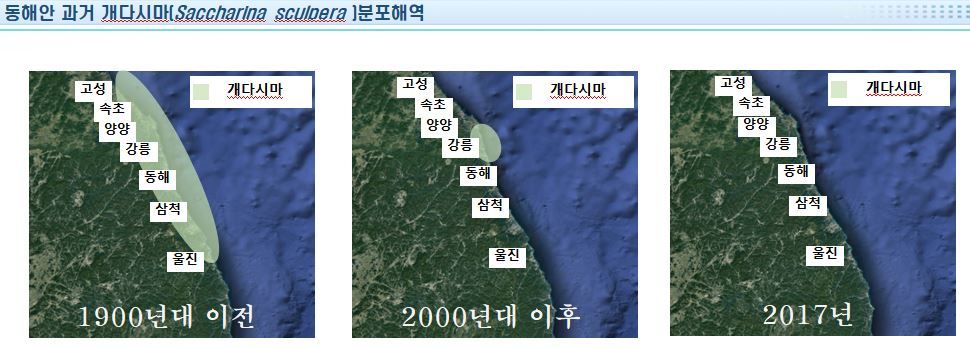 동해안 토종 다시마(개다시마) 분포 해역 현황. 21세기해양개발㈜ 전찬길 대표가 30일 발표한 ‘동해안 다시마의 분포 변화’ 자료 가운데 갈무리. 강릉원주대 제공