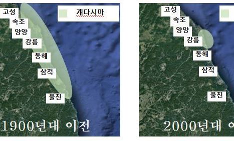 돌아온 명태처럼…‘동해안 토종 다시마’ 되살린다