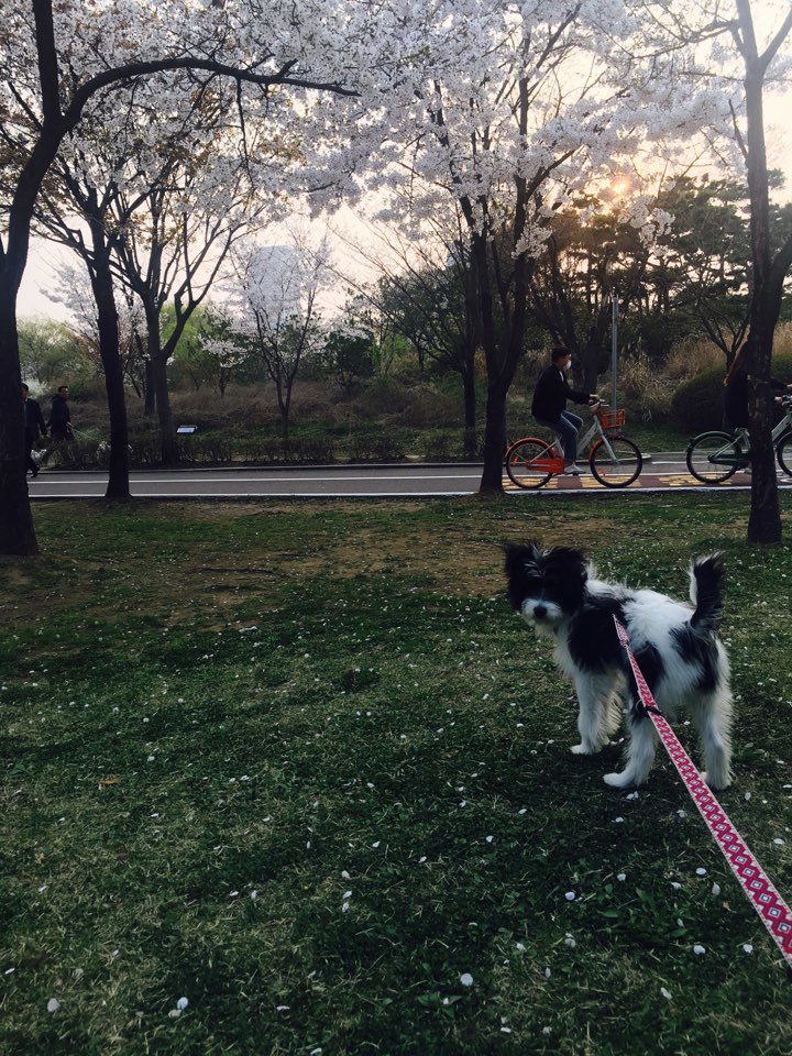 공원에 산책 나간 헤미가 지쳐 주저 앉은 반려인에게 더 걷자고 채근하고 있다.