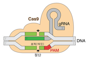 크리스퍼 유전자 가위의 도식. 유도 리보핵산(guide RNA; gRNA)이 원하는 유전자 위치에 결합하면, Cas9 뉴클레이즈(nuclease, 핵산 가수 분해 효소)가 해당 유전자를 잘라 기존 유전자를 제거하거나 새로운 유전자로 교체할 수 있도록 한다. 출처: 위키미디어 코먼스