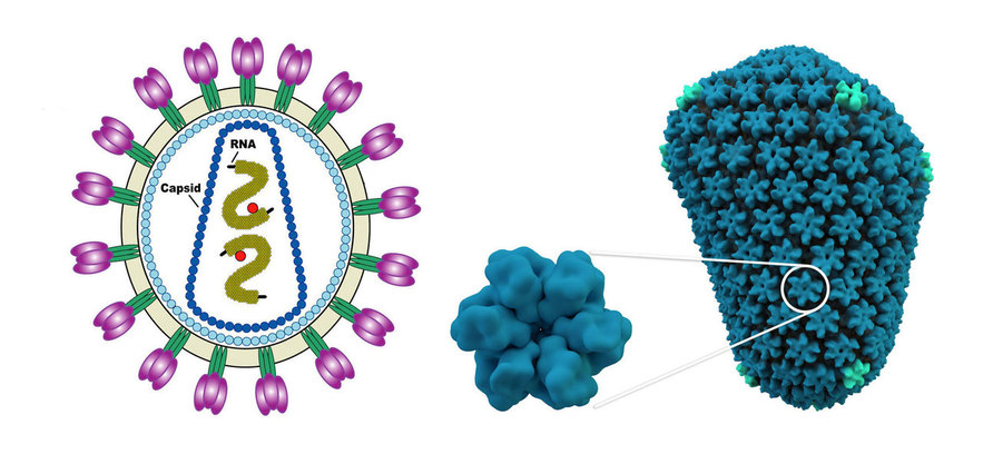 신경세포들 사이에서 작용하는 아크 단백질은 후천성면역결핍 바이러스(HIV)의 단백질 껍질(캡시드)과 비슷한 구조를 갖추고 있다. 그림은 에이치아이브이의 전체 구조와 캡시드 부분의 3차원 모습. 위키미디어 코먼스 제공