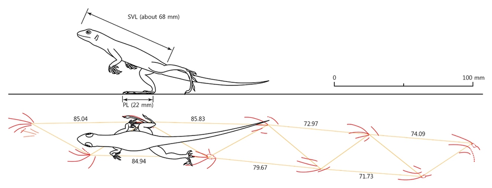 보행렬을 바탕으로 복원한 달리는 도마뱀. 한국지질자원연구원 제공