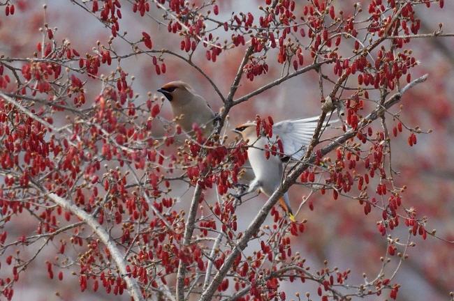 산수유나무는 황여새의 풍요로운 밥상이다.