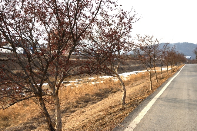 개군면 상자포리 향리천 양방향을 따라 산수유 열매가 풍성하게 열렸다.