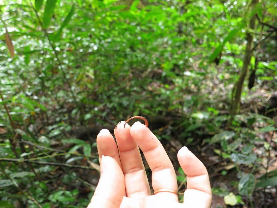 산거머리는 동물 이동통로에 잠복하다 체온과 공기 흐름, 진동 등으로 동물을 감지하고 들러붙어 흡혈한다. 미국자연사박물관 릴리 베르니커 제공.