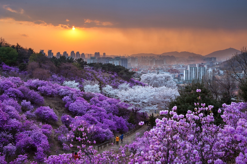 경기도 부천시 원미산의 진달래 동산에 봄꽃들이 활짝 피어 꽃동산을 이뤘다. 2017년 기상사진전에서 입상한 강미원씨 작품. 기상청 제공