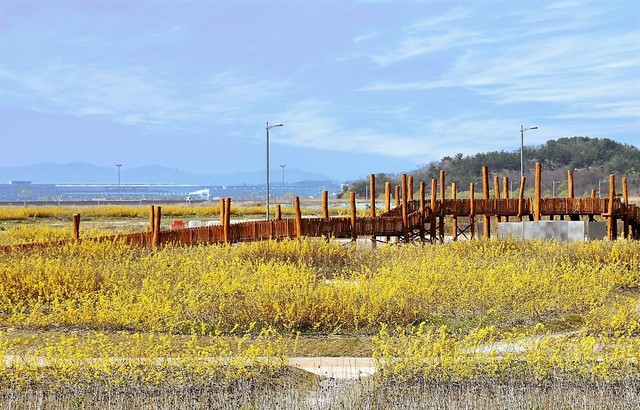 개나리 만개한 하늘정원의 4월 풍경.   인천공항공사 제공