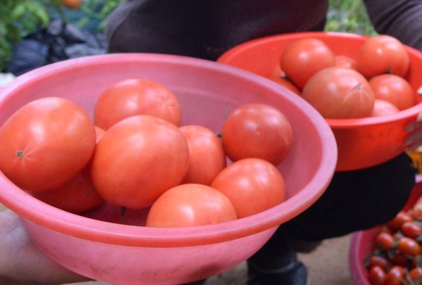 토마토. <한겨레> 자료사진