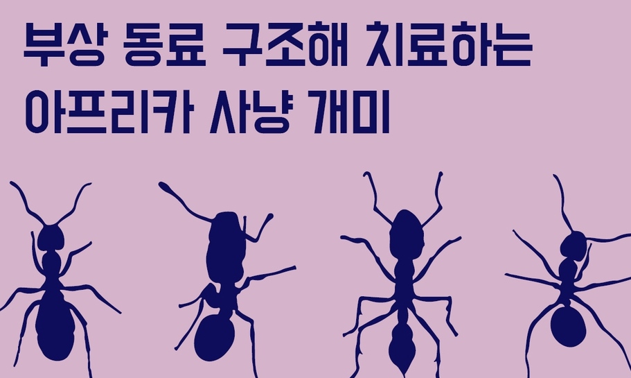 [카드뉴스] 부상 동료 구조해 치료하는 아프리카 사냥 개미