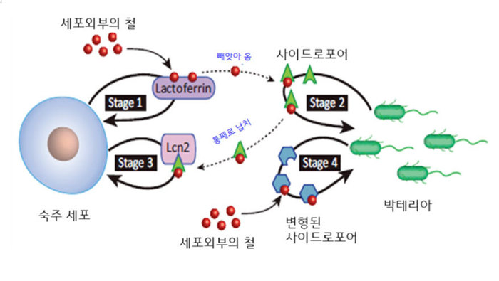그림1. 면역과 박테리아 사이에 벌어지는 “철 줄다리기”. 출처: Trends Mol Med. 2016 Dec;22(12): 1077-1090.