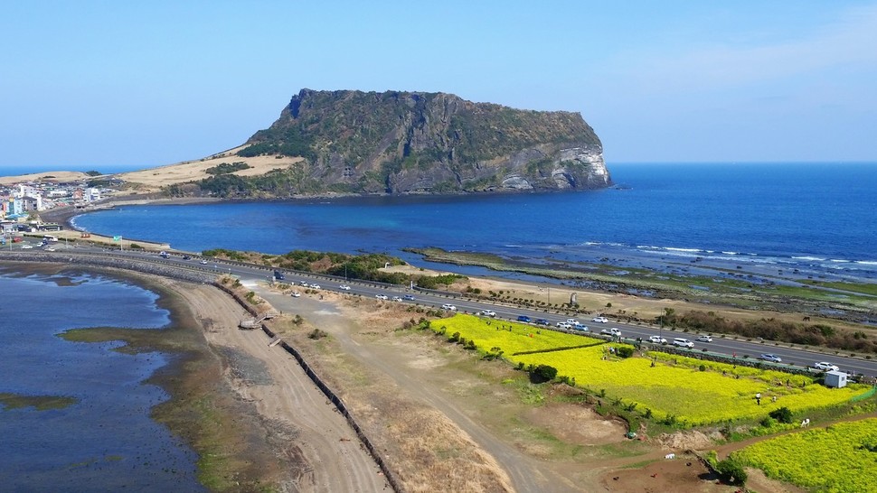 제주 서귀포시 성산 일출봉 주변 노랗게 핀 유채꽃을 배경으로 사진을 찍는 주변은 4·3 당시 일상적인 학살터였다.