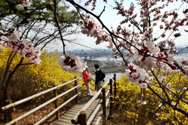 개나리와 벚꽃이 활짝 핀 서울 성동구 응봉산에서 시민들이 봄나들이를 즐기고 있다. 김명진 기자 littleprince@hani.co.kr