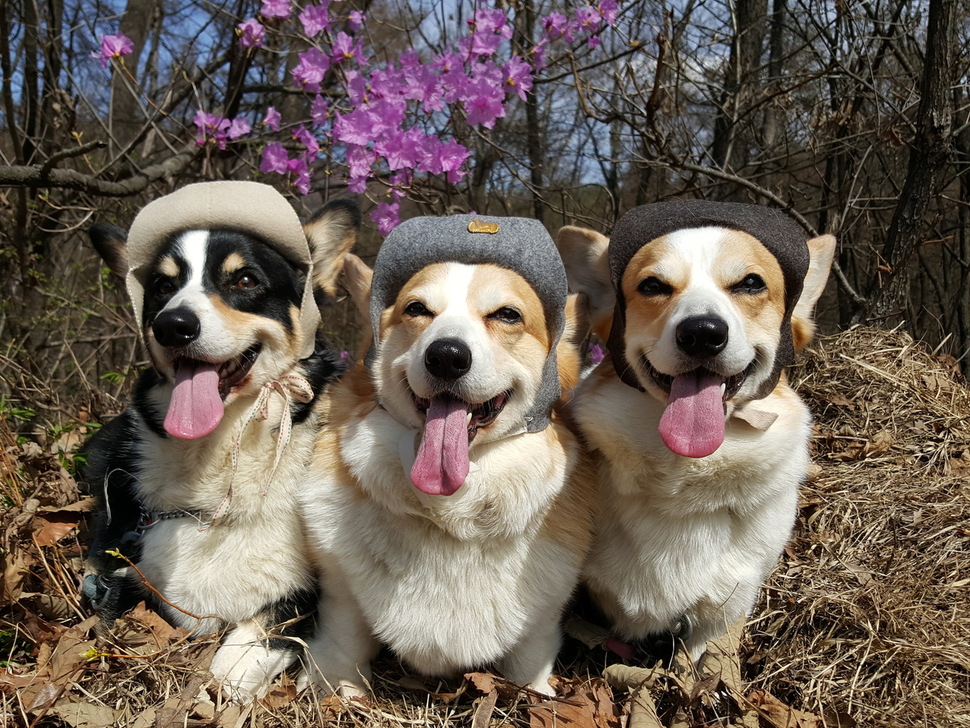 숲에 산책을 나온 보듬이네 식구가 웃는 듯한 표정을 짓고 있다. 왼쪽부터 세치, 보듬이, 수지.