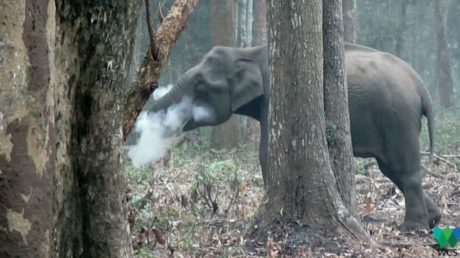 산불이 난 숲 바닥의 재를 코로 집어든 뒤 잎에 넣기 전에 바람을 불어내는 야생 인도코끼리의 모습. 야생동물보전협회(WCS) 인도 지부 제공.