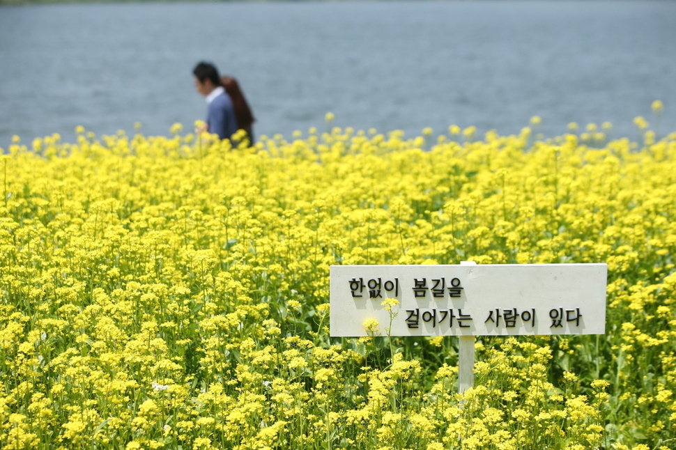 매년 유채꽃 축제가 열리는 반포한강공원 서울시 제공