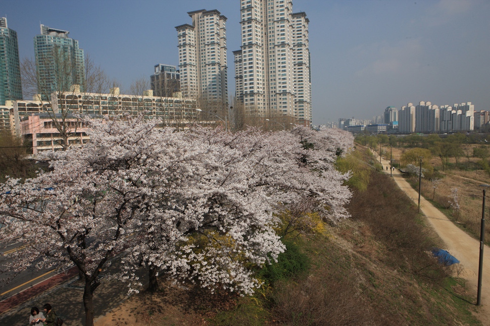 지난해 4월 서울 여의도에 벚꽃이 활짝 핀 모습 서울시 제공