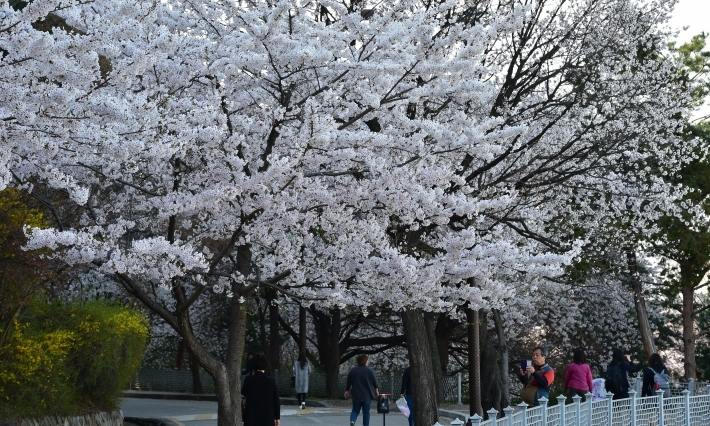 수원 벚꽃길, 자전거 택시 타고 돌아요