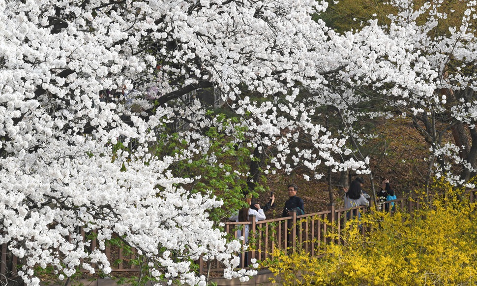 31일 벚꽃이 활짝 핀 강원 강릉시 노암동 남산공원을 찾은 시민들이 봄의 낭만을 만끽하고 있다.  연합뉴스