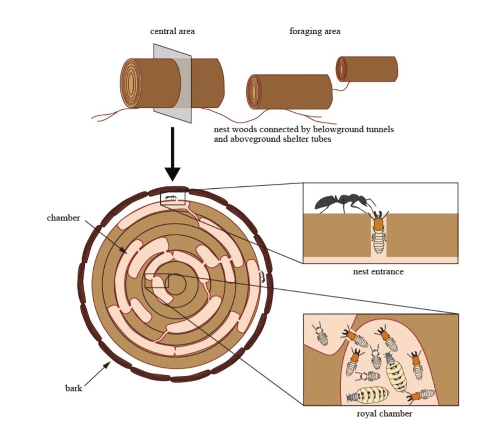 흰개미의 둥지 구조(위)와 방어전략. 외각의 들머리에서 나이 많은 병정개미가 통로를 막고 젊은 개미는 여왕개미를 지킨다. 사키 야나기하라 외, ‘바이올로지 레터스’92018) 제공.