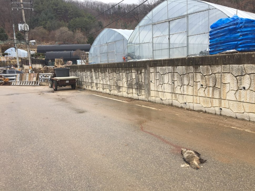 너구리에게 사람 사는 동네는 위험한 것 투성이다. 새끼 너구리가 로드킬을 당했다.