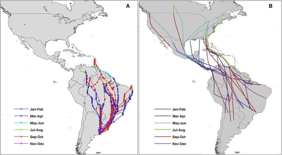 아르헨티나에서 번식한 제비의 이동 경로(A)와 북아메리카에서 번식한 일반적인 제비의 이동 경로(B). 각 달마다 다른 색으로 이동 경로를 표시했다. 데이비드 윙클러/커런트 바이올로지 제공