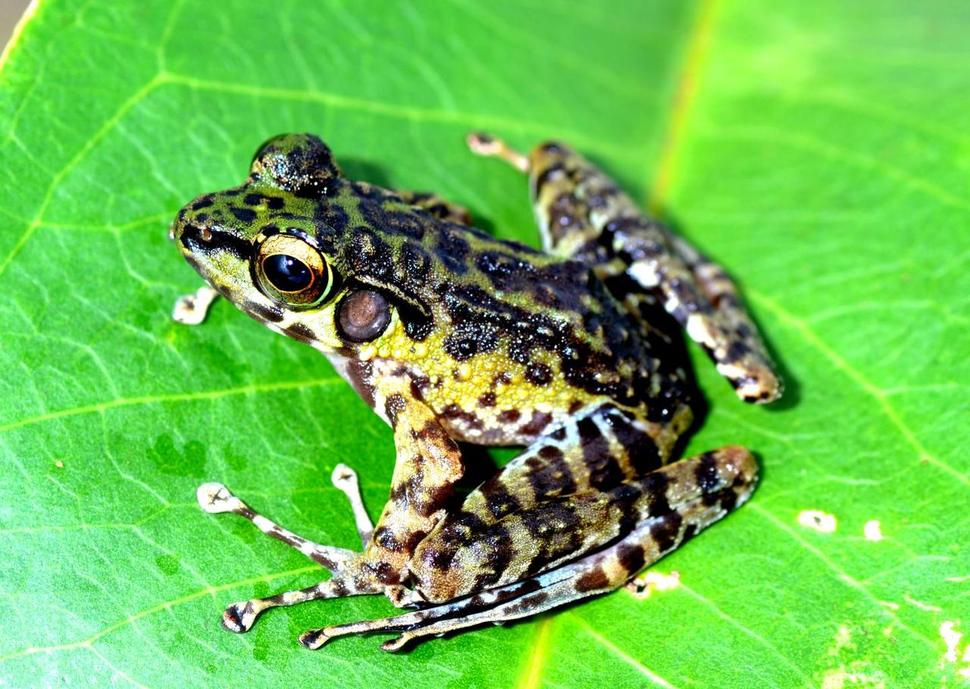 신종으로 등록된 급류 개구리(학명 Sumatrana Crassiovis)의 성체 모습. 우밀라엘라 아리핀 제공.