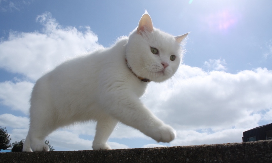 봄냥이 ‘히끄’가 마당 산책을 한다