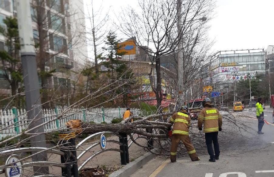 10일 인천 시내 거리에 강풍으로 나무가 쓰러져 있다. 연합뉴스