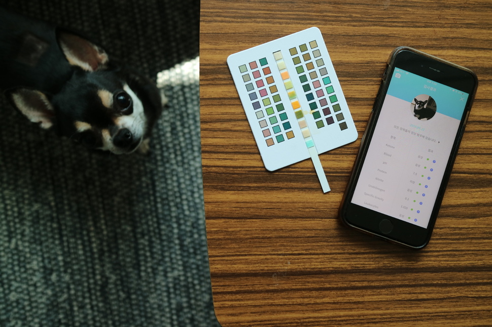 사물인터넷 기술이 채용된 반려동물 용품이 혁신을 거듭하고 있다. 기자의 반려견 ‘제리’가 스마트폰과 연동되는 소변검사 키트의 검사 결과를 책상 밑에서 기다리고 있다.  신소윤 기자