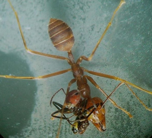 커다란 베짜기개미를 공격해 배가 쭈그러든 채 죽은 폭발개미. 알렉스 코프친스키 제공.