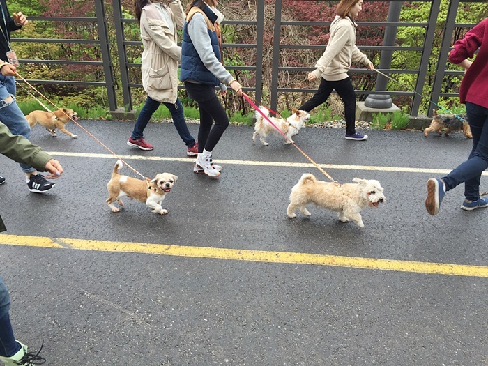 발 맞추어 걷다 보면 사람도 힐링 되는 개 재미난 산책 ‘개미산’.