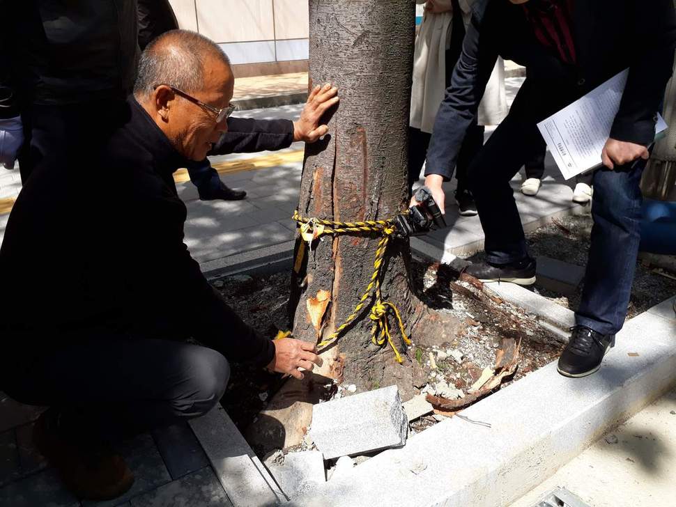 정우규 울산생명의숲 이사장이 울산 중앙로 보도정비공사 과정에서 가로수가 뿌리 부분에 상처를 입은 채 방치된 현장을 설명하고 있다. 신동명 기자