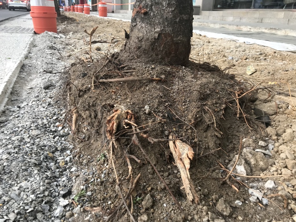 울산 중앙로 보도정비공사 과정에서 뿌리에 상처를 입게 된 가로수  울산생명의숲 제공