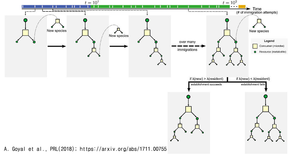 다양성과 안정성을 동시에 높여가는 박테리아 생태계의 역동성 모형. 왼쪽에서 오른쪽으로 나아가는 방향은 시간의 흐름을 보여준다. 네모는 먹이자원, 동그라미는 서로 다른 먹이자원들을 나타낸다. 특정 먹이자원을 먹고 사는 미생물이 대사산물로 두 가지를 분비하면, 다시 이 둘은 다른 박테리아 종의 먹이자원으로 이용된다. 맨오른쪽 그림은 이렇게 구축된 생태계에 새로운 박테리아 종이 들어섰을 때에, 특정 먹이자원을 두고서 기존 박테리아 종과 경쟁함을 보여준다. 아래 그림에서는 새로 등장한 박테리아 종이 경쟁을 통해 기존 종의 자리를 대체했을 때(아래 왼쪽), 또는 경쟁에서 실패했을 때(오른쪽)을 나타낸다. 출처: 피지컬 리뷰 레터스, https://arxiv.org/abs/1711.00755