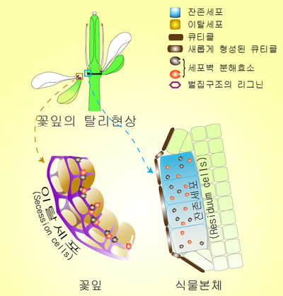 꽃잎의 탈리(분리) 메커니즘을 설명하는 그림. 탈리 현상이 활성화 되면 탈리가 일어나는 곳의 세포들은 잔존세포와 이탈세포로 분화되어 각기 다른 세포 반응과 세포 구조물을 나타낸다. 이탈세포에는 벌집 구조의 ’리그닌’ 물질이 형성되는데, 이탈세포 쪽에 형성된 리그닌은세포벽 분해 효소가 탈리가 일어날 위치에 밀집하도록 하는 울타리 구실을 한다. 식물 본체에서는 잔존세포들이 표피세포로 바뀌고 보호막(큐티클)이 형성된다. 그림 대구경북과학기술원(DGIST) 제공