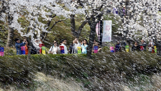 봄바람을 맞으며 떨어지는 꽃잎들. 한겨레 자료사진(김봉규 기자)