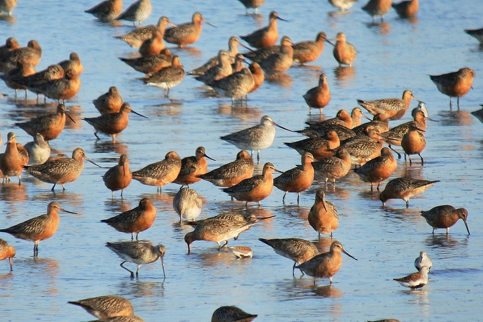 뉴질랜드에서 미국 알래스카까지 이동하는 큰뒷부리도요. 우리나라 철새 중 가장 먼 거리를 이동한다.