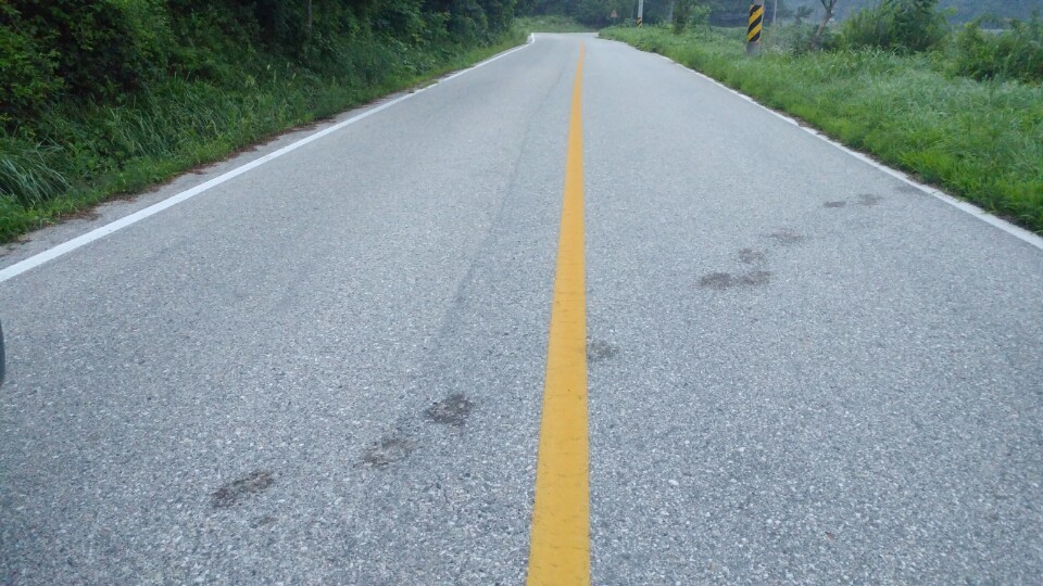 지리산 반달곰 KM53이 경북 김천 수도산을 향해 가며 도로를 건넌 흔적.  반달곰의 서식지를 지리산 바깥으로 열어줬으나, 교통사고와 로드킬 대책은 미비한 실정이다.  국립공원관리공단 제공