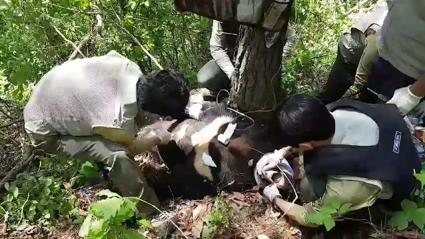 지난 11일 KM53이 경남 함양군 태봉산 근처에서 포획되어 검진을 받고 있다. 왼쪽 앞다리 어깨부터 팔꿈치까지 복합골절로 밝혀졌다.  국립공원관리공단 제공