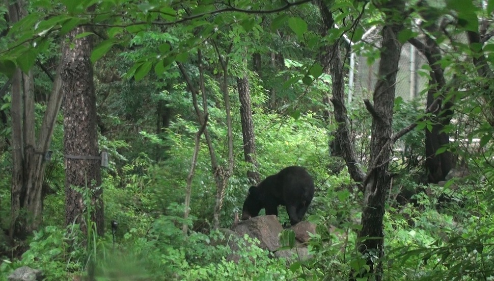 지리산 반달곰 KM53. 두번이나 90㎞ 떨어진 수도산에 갔다가 잡혀 온 뒤, 세번째 가는 길에 교통사고를 당했다.  국립공원관리공단 제공