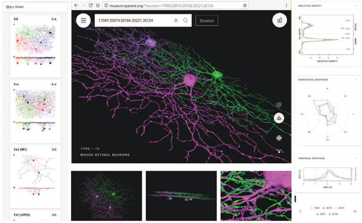 망막의 신경절세포 유형을 볼 수 있는 온라인 가상전시관의 화면. 출처:  museum.eyewire.org