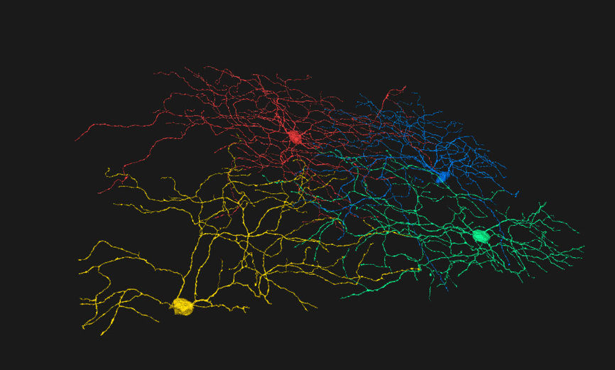 눈과 뇌를 이어주어 ’시각 통로’ 구실을 하는, 망막 신경절세포들의 영상. 출처: 아이와이어 온라인 가상전시관, museum.eyewire.org