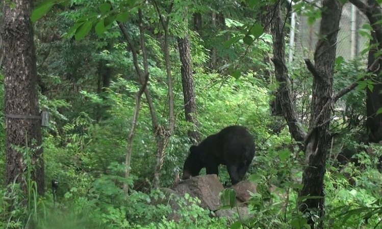 지리산은 반달곰으로 이미 ‘포화’ 직전…우리는 맞을 준비 됐나