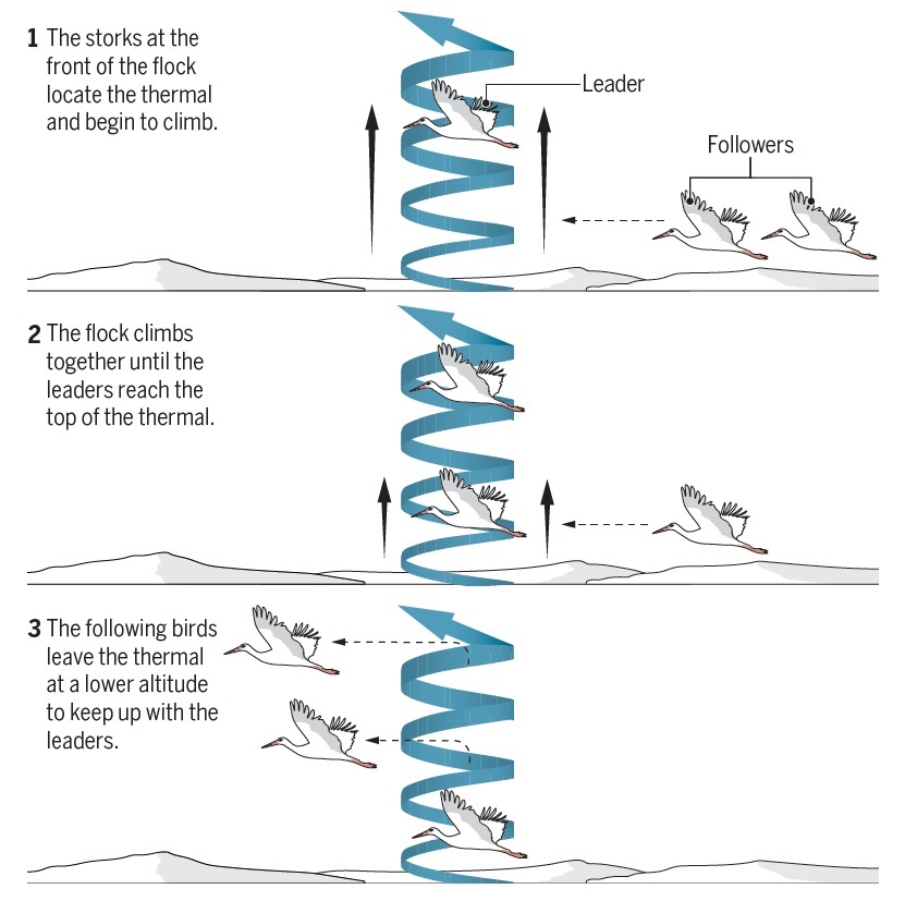 상승기류를 타는 선두 황새와 후속 황새 움직임. 1. 앞장선 황새가 상승기류를 찾아낸다. 2. 선두가 꼭대기에 오를 때까지 후속 황새가 상승기류에 접어든다. 3. 선두가 상승기류를 떠나 활공을 시작하면 후속 황새가 중간에 상승기류를 벗어나 대열에 합류한다. 가브리엘 네비트, ‘사이언스’ 제공