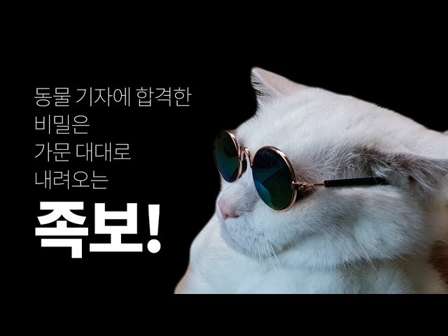 [영상] 30 번외편-국내 최초 고양이 기자 탄생의 비밀을 말한다