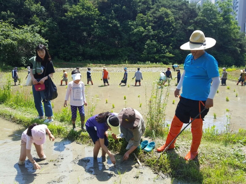 2일 광주시 북구 일곡동 한새봉 개구리 논에서 열린 토종벼 손 모내기 행사엔 어린이들도 참가했다. 한새봉 두레 제공