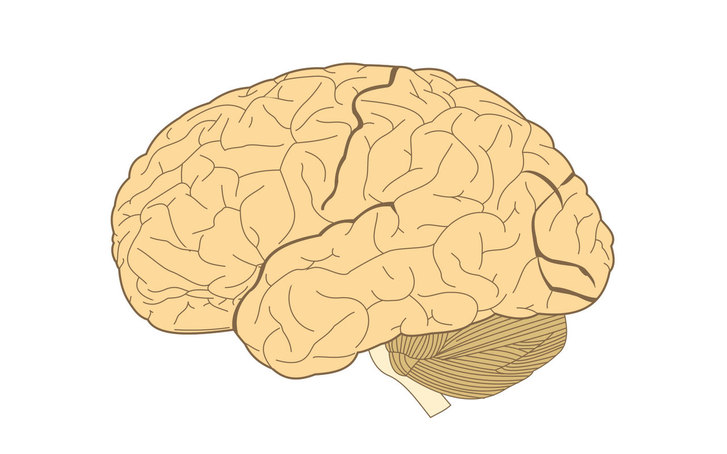 인간 뇌. 위키미디어 코먼스 제공