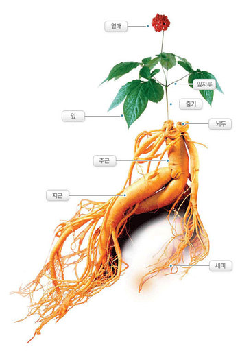 인삼의 부위별 명칭. 고려인삼연합회 제공.